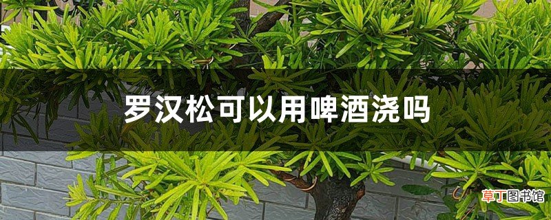 罗汉松可以用啤酒浇吗