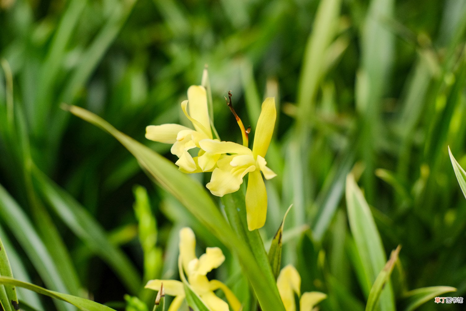 兰花可以用啤酒浇吗