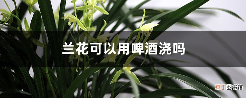 兰花可以用啤酒浇吗