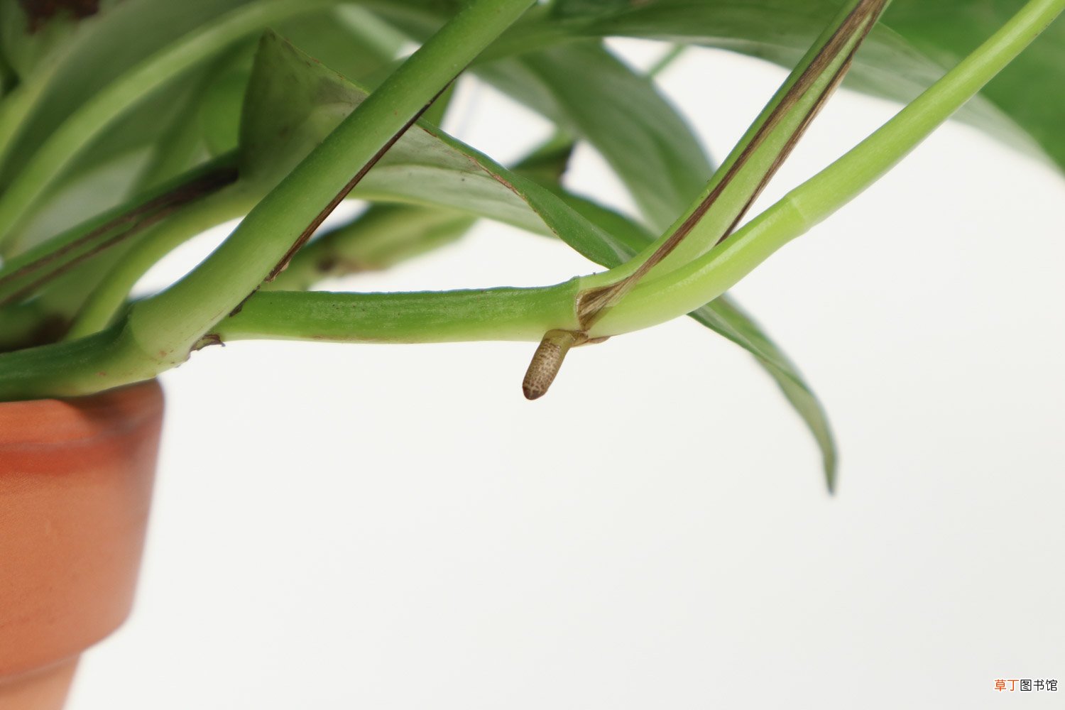 大叶绿萝怎么施肥