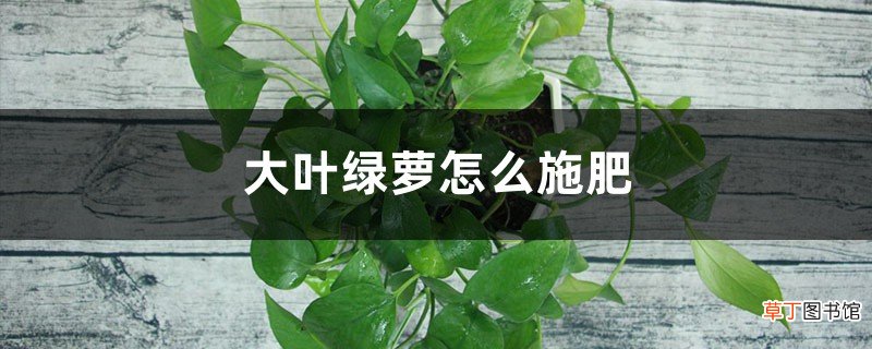 大叶绿萝怎么施肥