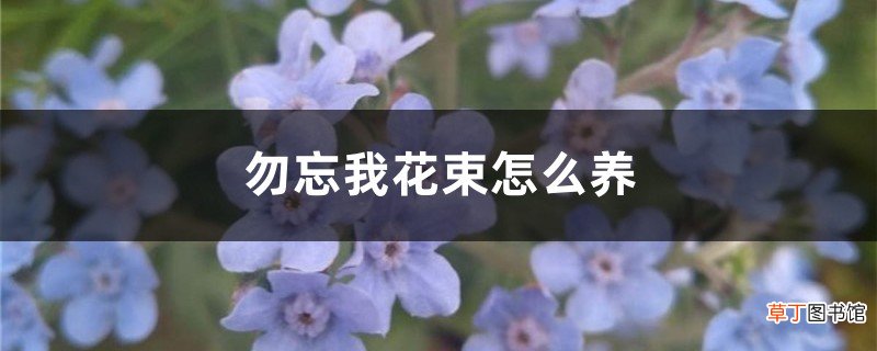勿忘我花束怎么养
