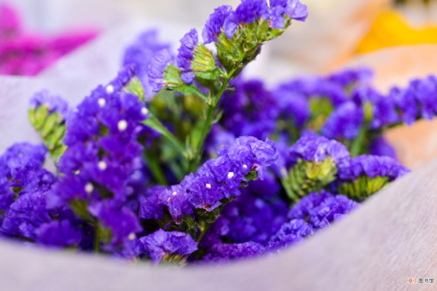 勿忘我切花怎么养