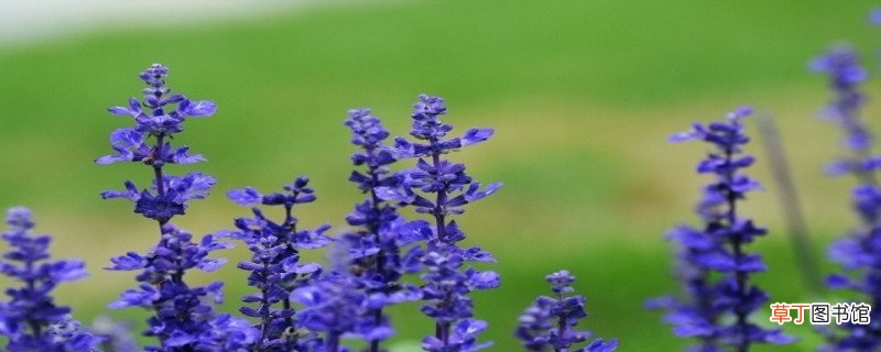 勿忘我和薰衣草的区别