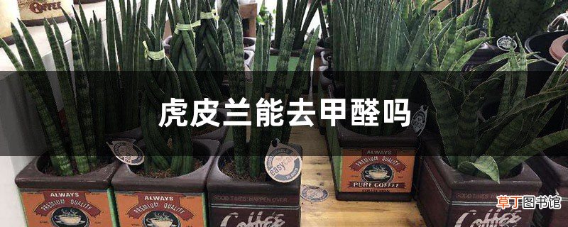 虎皮兰能去甲醛吗