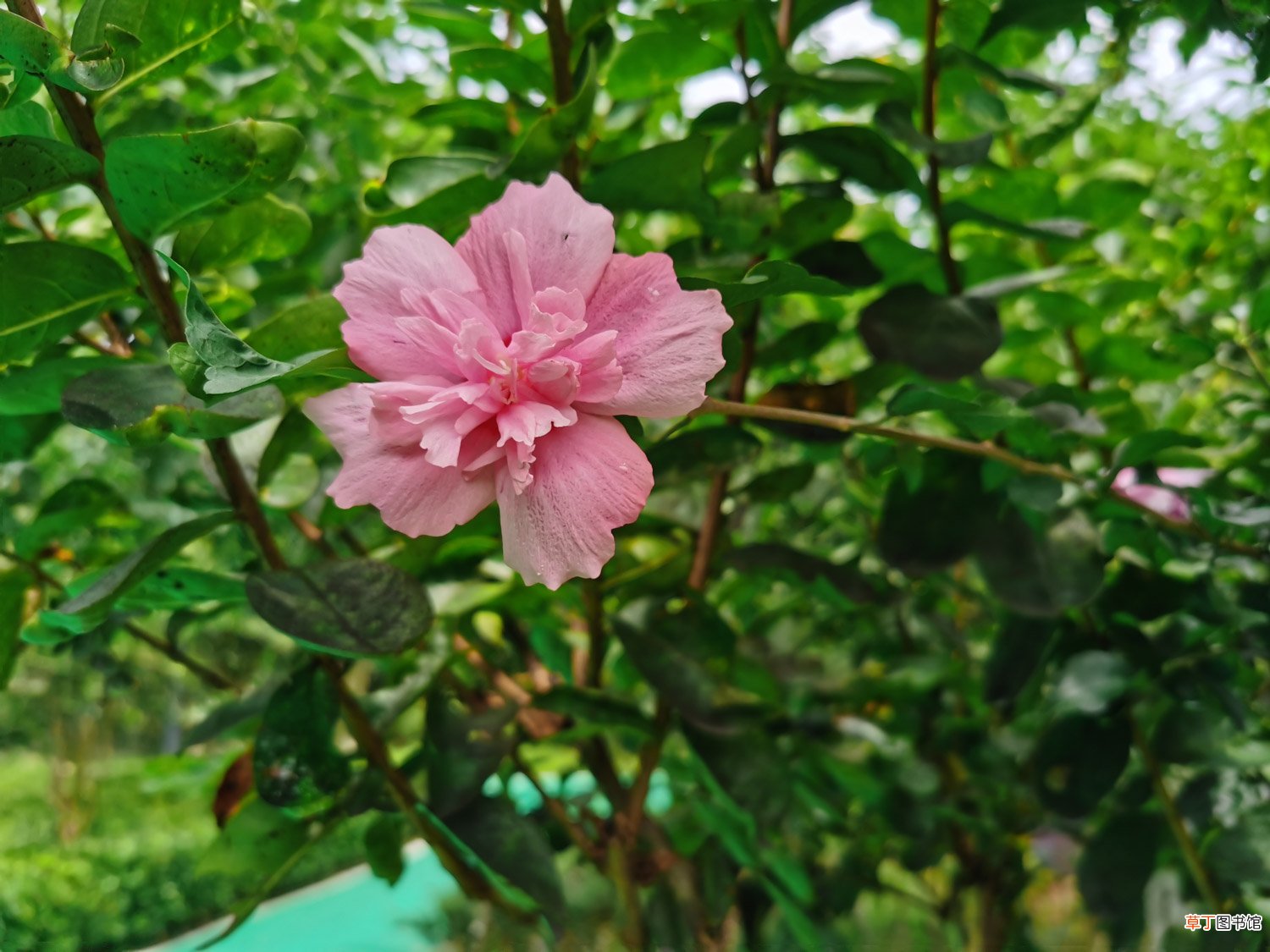 木槿花叶子蔫了能活吗