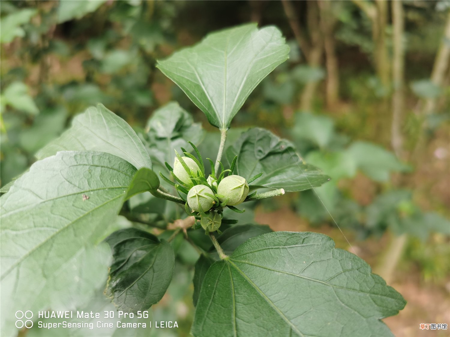 木槿花叶子蔫了能活吗