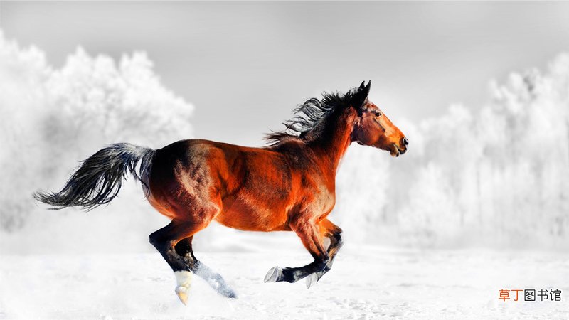 1954年属马的是什么命