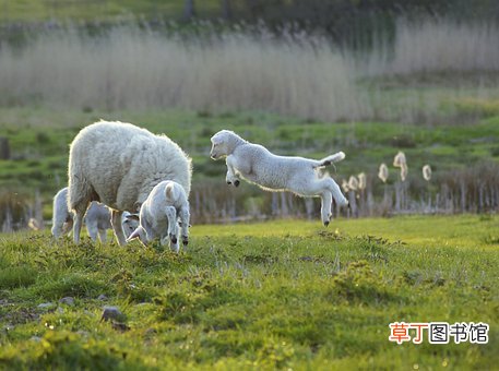 79年的羊是什么命