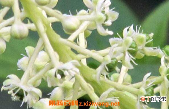 中药商陆花有什么用 商陆花的功效与作用