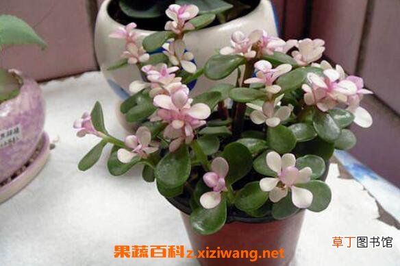 金枝玉叶怎么养 养殖金枝玉叶的注意事项