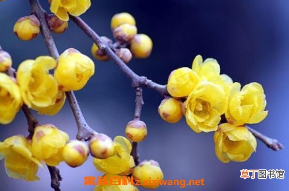 腊梅花怎么养殖 盆栽腊梅花的养殖方法 腊梅盆栽用什么土