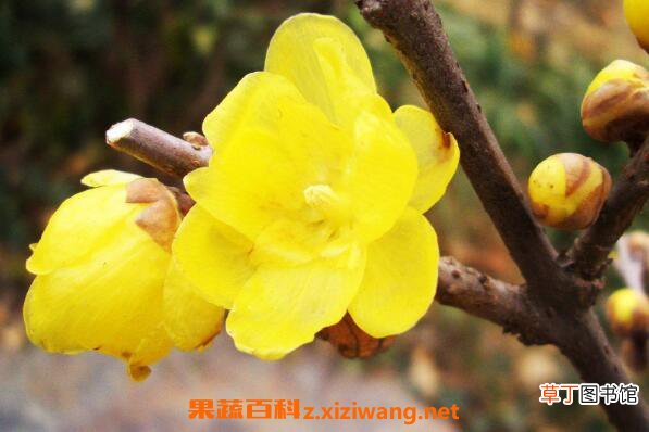 腊梅花怎么养殖 盆栽腊梅花的养殖方法 腊梅盆栽用什么土