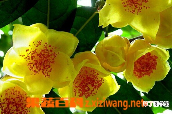 金花茶有哪些功效与作用