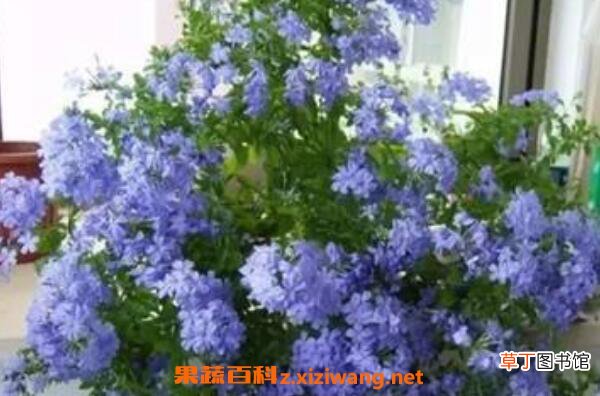 蓝雪花的养殖方法 养殖蓝雪花的注意事项