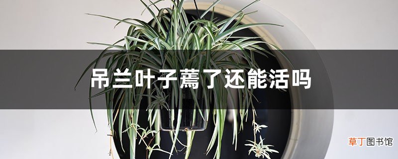 吊兰叶子蔫了还能活吗