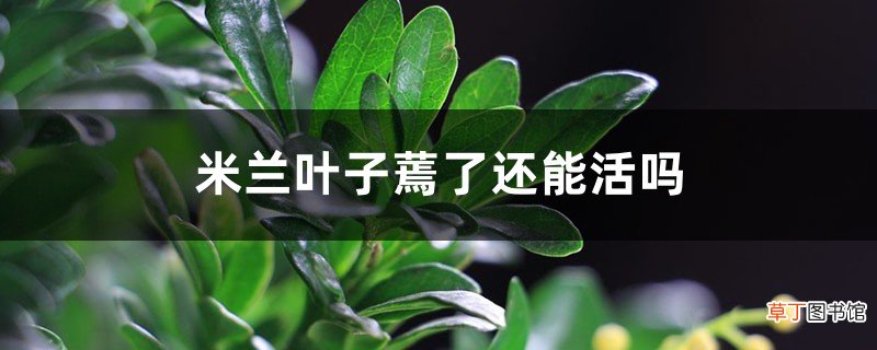 米兰叶子蔫了还能活吗