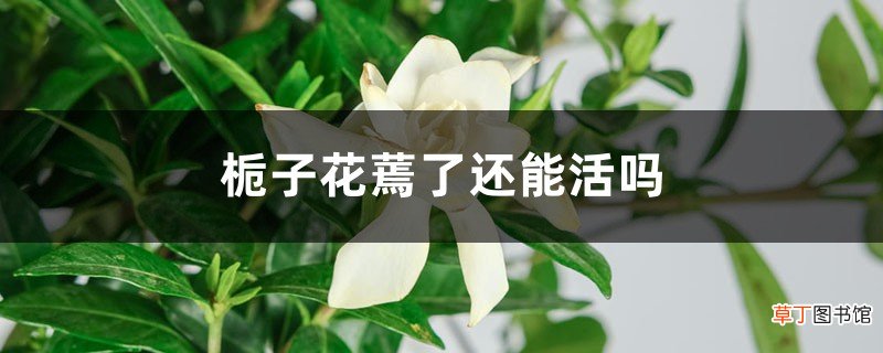 栀子花蔫了还能活吗