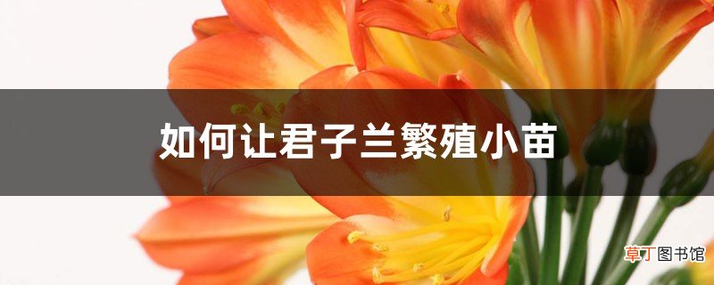 如何让君子兰繁殖小苗