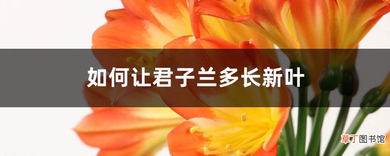 如何让君子兰多长新叶