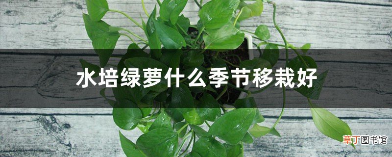 水培绿萝什么季节移栽好