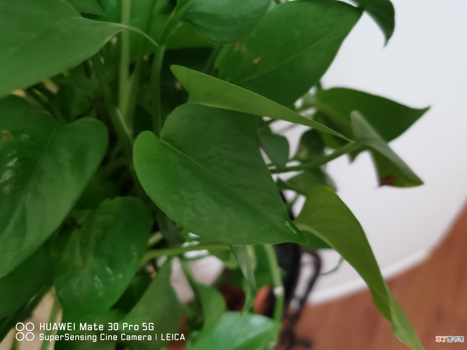 水培绿萝什么季节移栽好