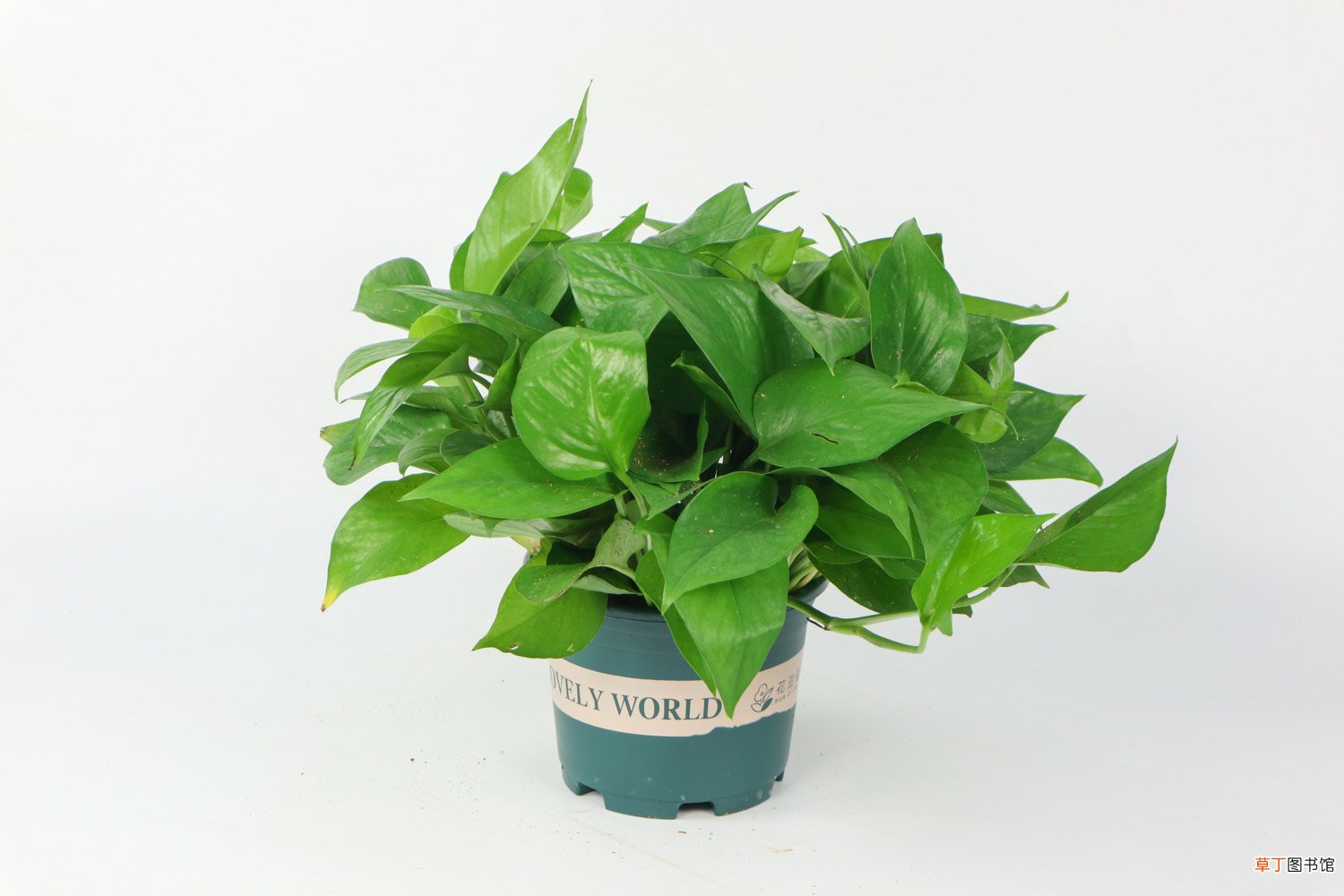 水培绿萝什么季节移栽好