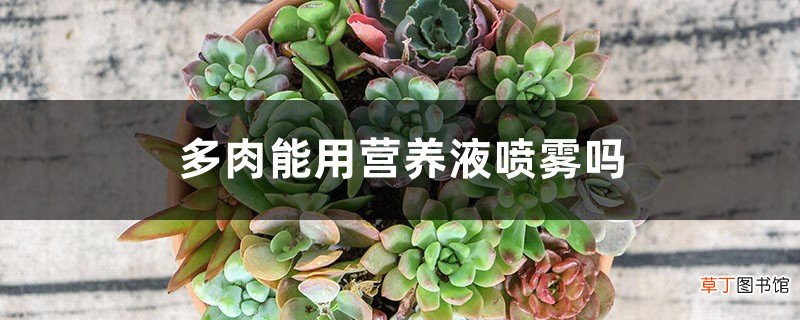 多肉能用营养液喷雾吗