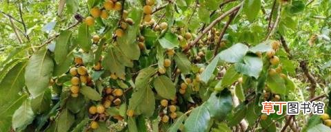 黑枣属于什么科植物 黑枣属于什么科