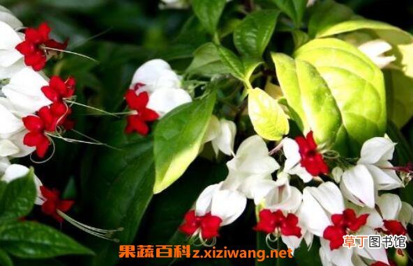 龙吐珠怎么养 龙吐珠修剪示意图
