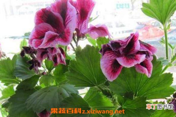 蝴蝶梅为什么不开花 蝴蝶梅花怎样才能开花