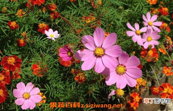 太阳花怎么养 太阳花的养殖方法和注意事项