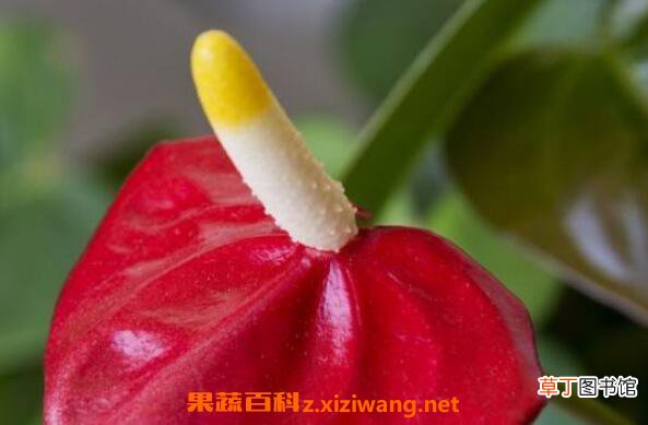 安祖花怎么养 安祖花的养殖方法和注意事项
