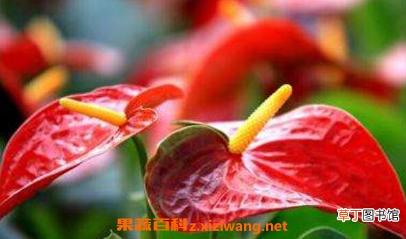 安祖花怎么养 安祖花的养殖方法和注意事项