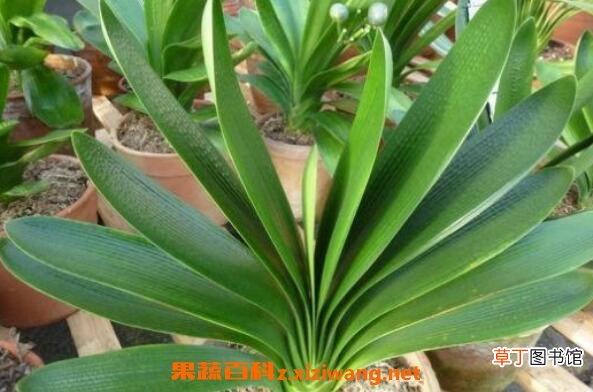 君子兰叶子发黄怎么办 君子兰黄叶子什么原因