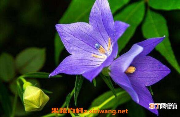 桔梗花花语 桔梗花怎么养 桔梗花的养殖方法