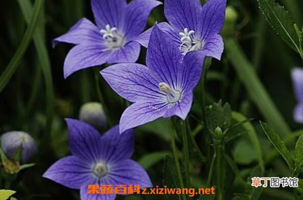桔梗花花语 桔梗花怎么养 桔梗花的养殖方法
