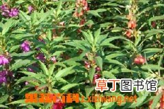 透骨草的功效与药用作用