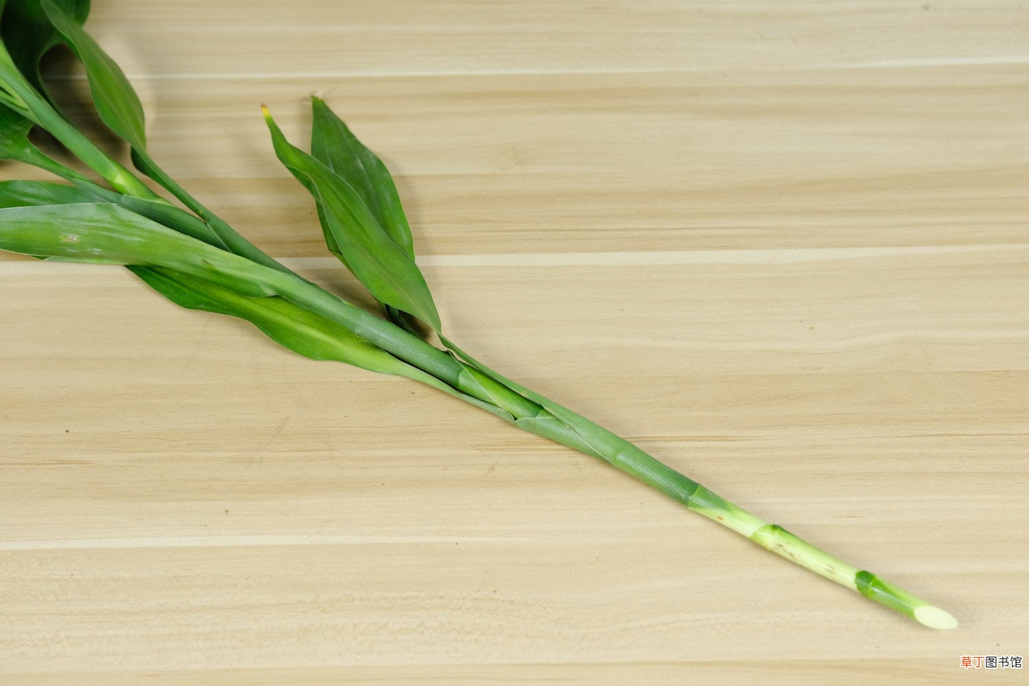 富贵竹这么养，叶子油绿又茂盛，摆在客厅人人夸！