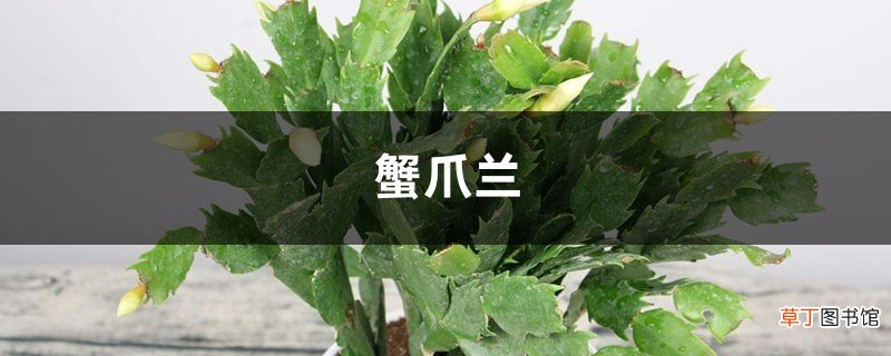 长寿蟹爪兰，用了这种土，蹭蹭长个冒花芽！