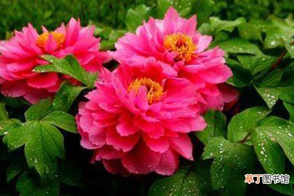 温水到底能不能用来浇花？可以，但是要选择好“时机”