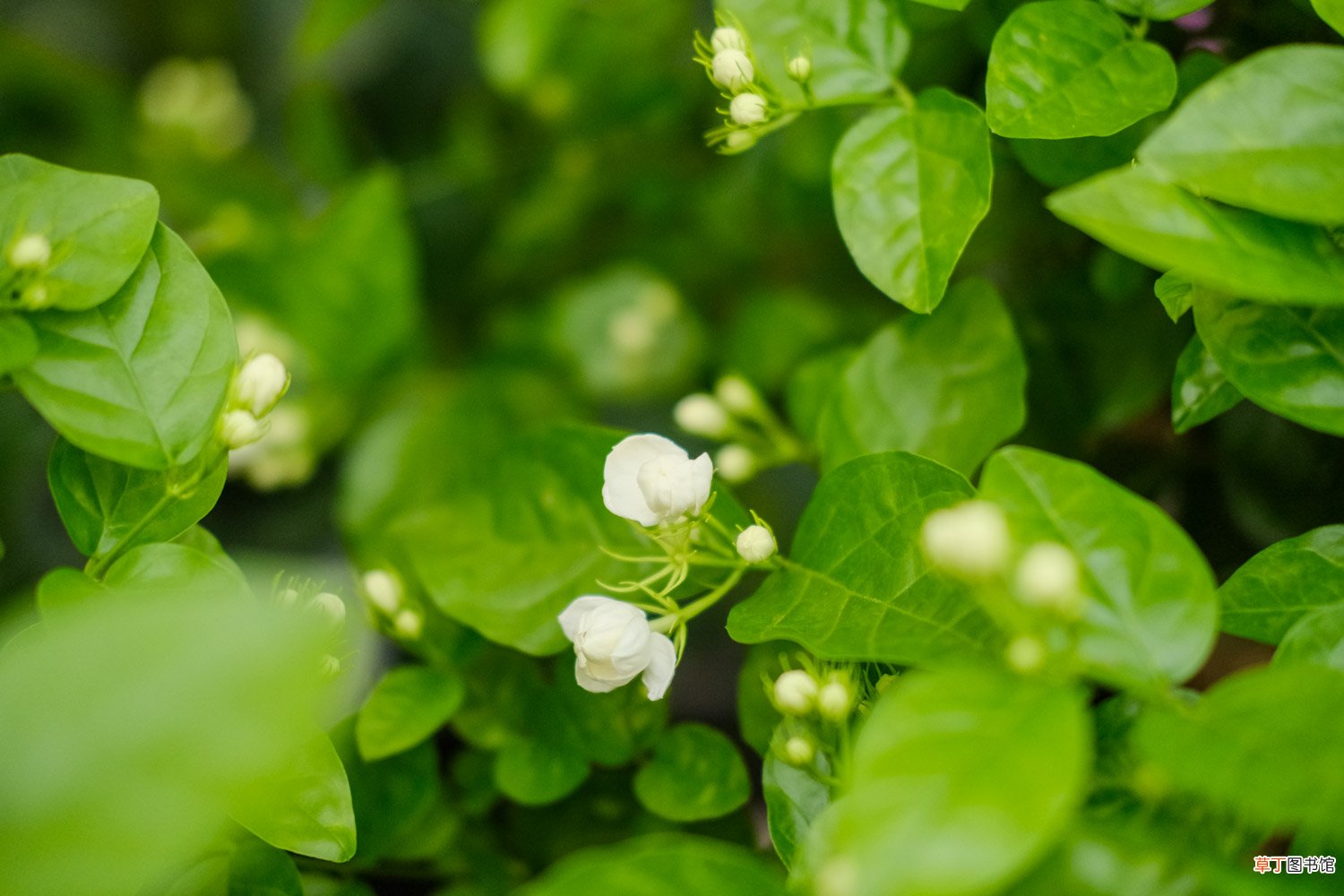栀子茉莉，秋冬这样养，枝条壮实好过冬！