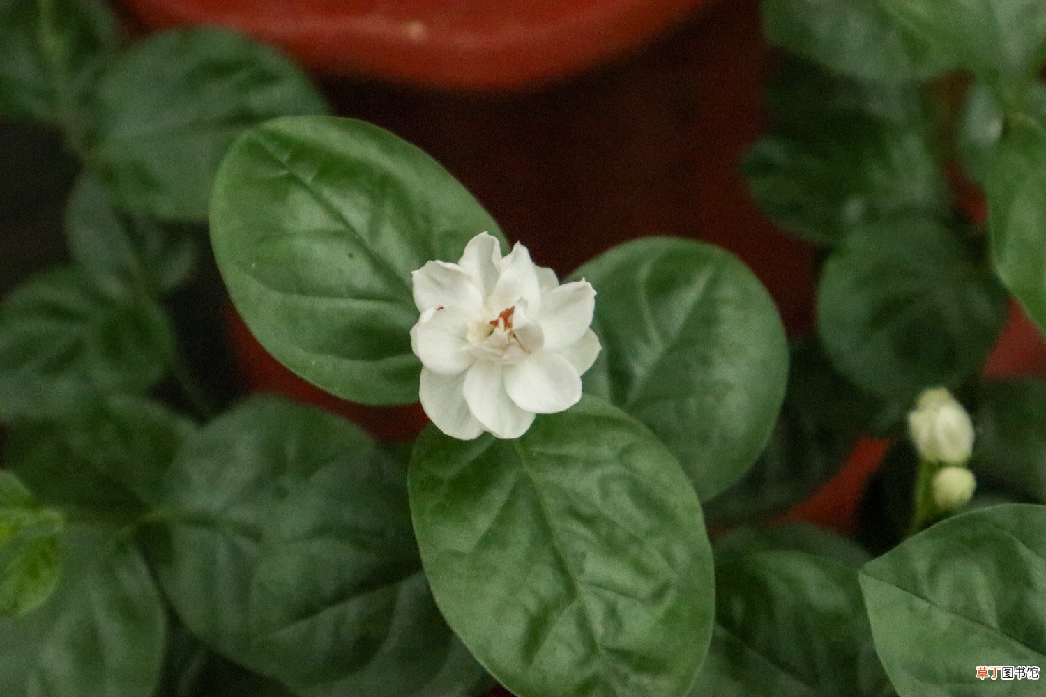 栀子茉莉，秋冬这样养，枝条壮实好过冬！