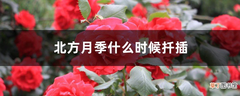 北方月季什么时候扦插