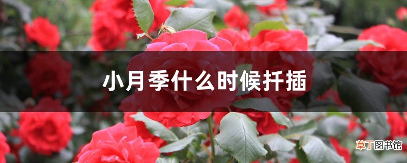 小月季什么时候扦插