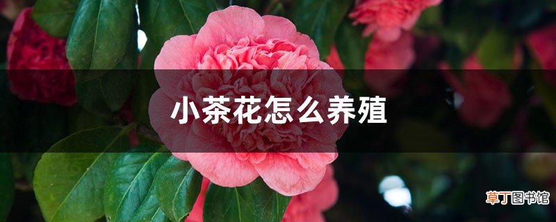 小茶花怎么养殖