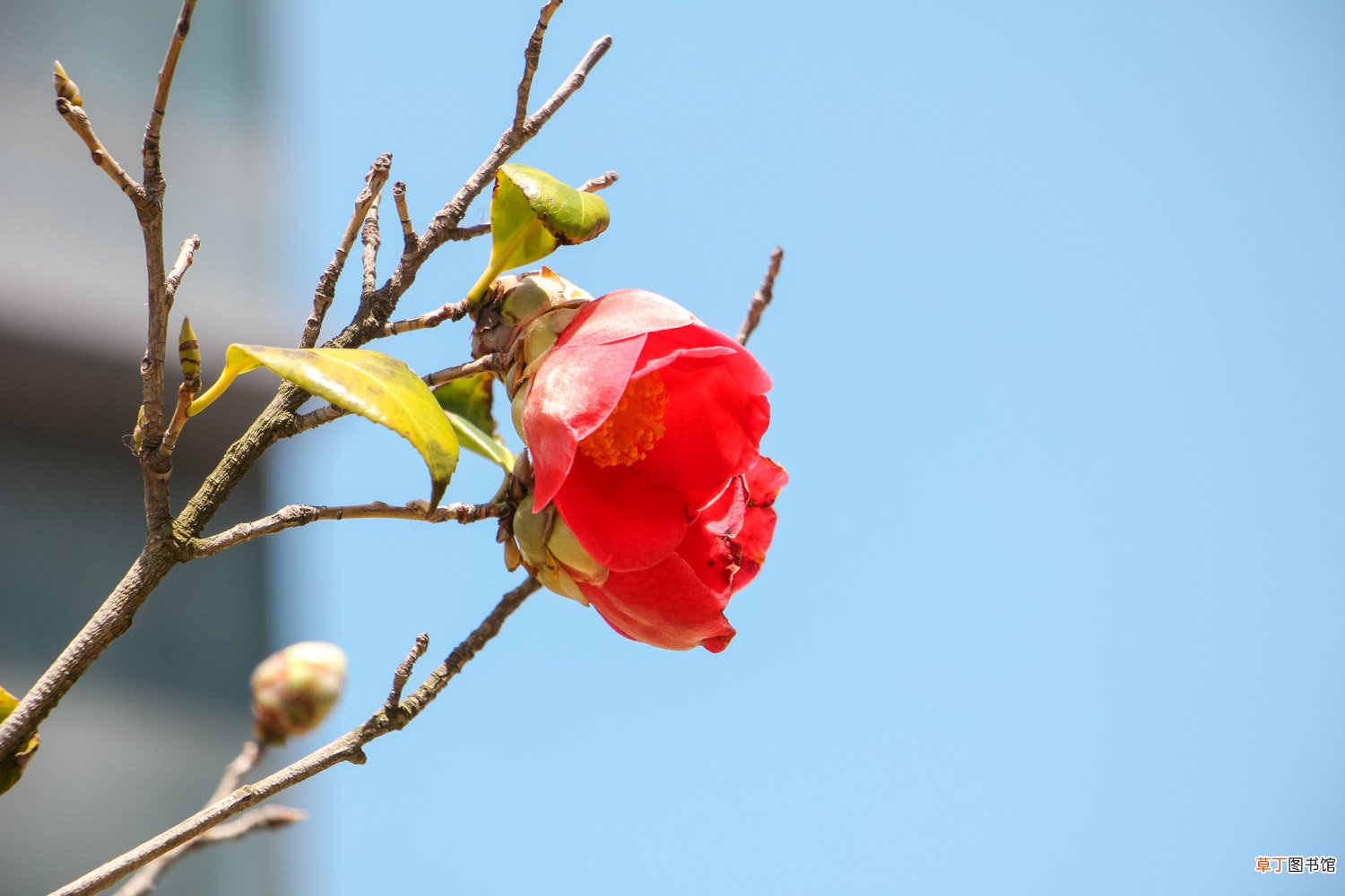 小茶花怎么养殖