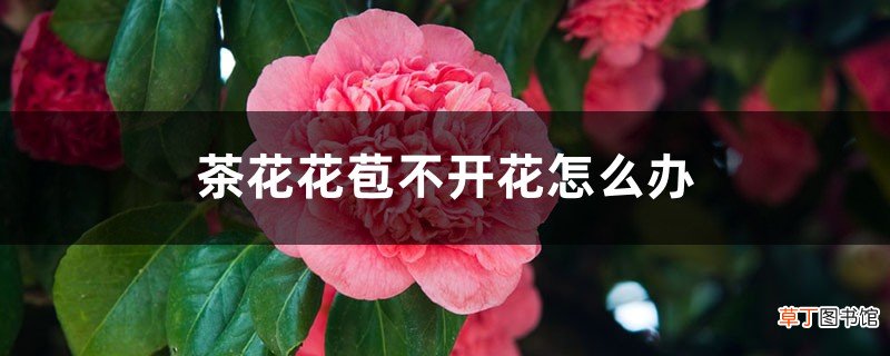 茶花花苞不开花怎么办