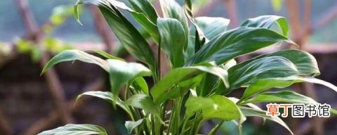 水培白掌花枝长不高花朵开得小是怎么回事 水培白掌花枝长不高花朵开得小的原因