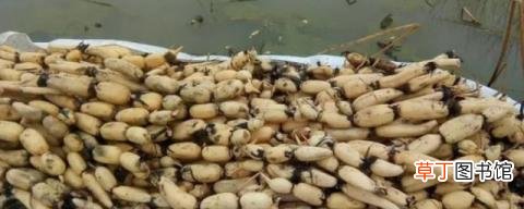 秋天菜藕苗怎样保存种植 秋天菜藕苗如何保存种植